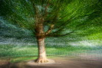 PHOTOGRAPHY AS ART